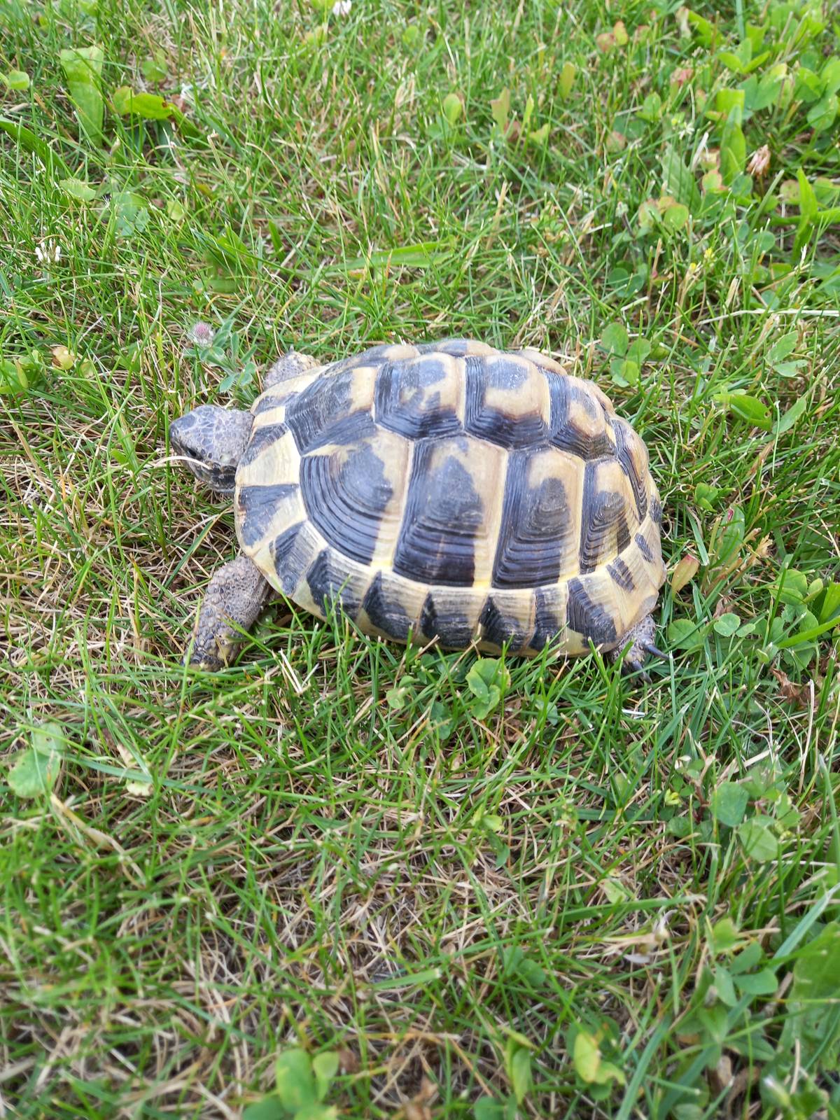 V ulici Na Vyhlídce byla včera nalezena želva. Volejte 725 508 229