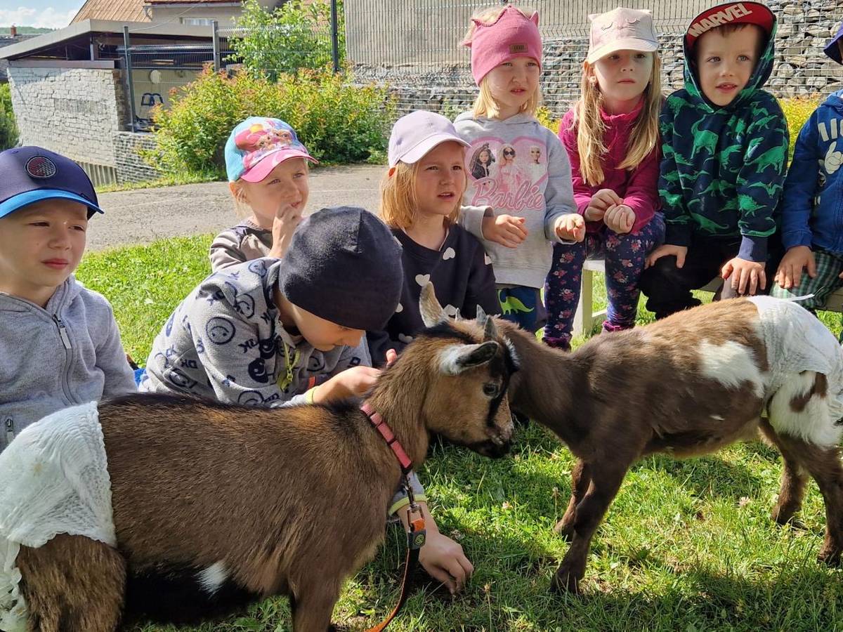 Děti měly přímý kontakt se zvířetem, krmení, čím se koza živí, jaký z ní máme užitek aj.Aktivity- vytleskávání slov na slabiky, určení první hlásky, přiřazování stínů k obrázkům domácích zvířat. Nejvíce se dětem líbilo, že kůzlata mají plenky :)