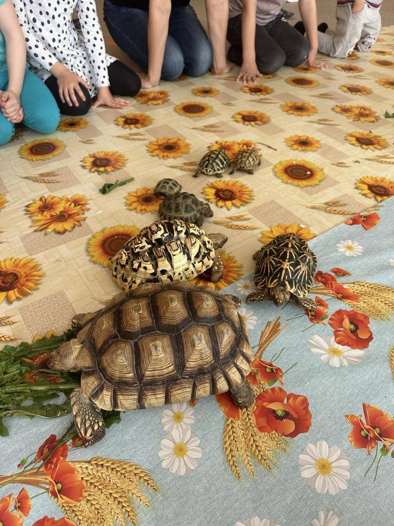 Přiblížení vývoje- z vajíčka až po želvičku, života- co žerou, kde žijí, co nemají rády, jak se zazimovávají, ukázka různých druhů suchozemských želv- čtyřprstá, pardálí, ostruhá, hvězdnatá. Aktivity u edukačních stolečků- skládání puzzle, hledání stejných stínů, seřazovaní podle velikosti aj.