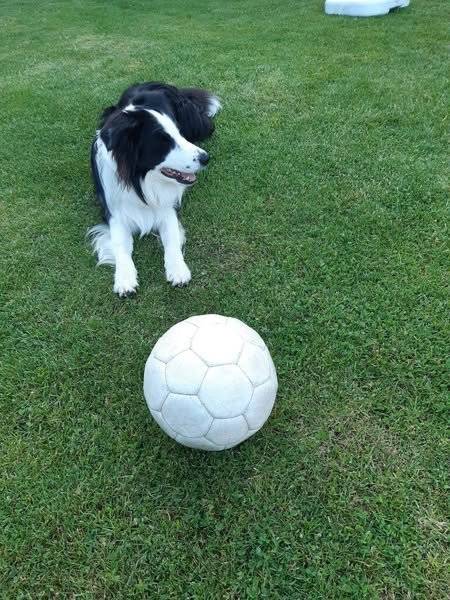 Ztratil se pejsek (Border kolie) jménem Dexter. Pokud jste ho zahlédli, ozvěte se prosím na telefon: 607 893 072