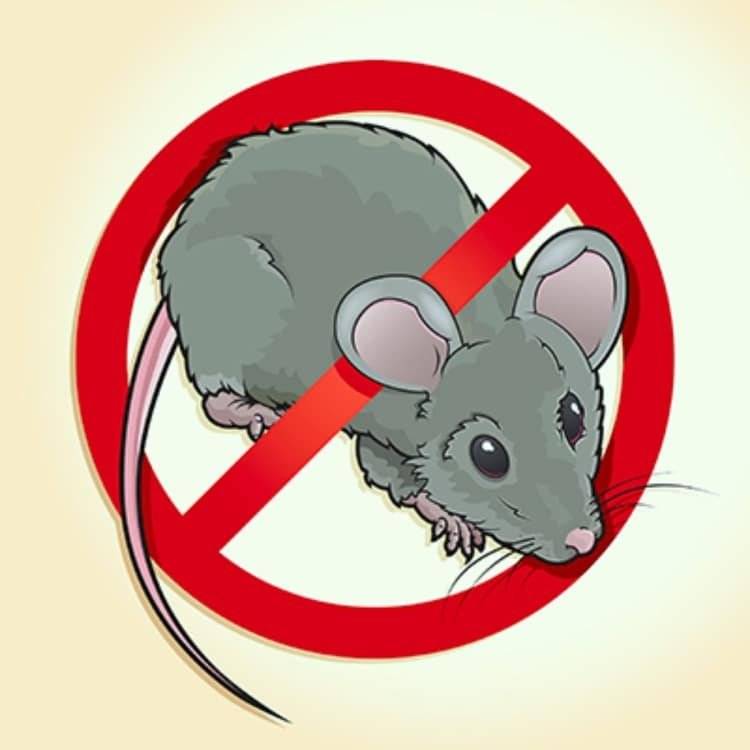 Občané Lišic a Lišček, kteří mají zaplacený poplatek za stočné, si mohou v úřednich hodinách v pondělí od 17.00 do 19.00 hodin na obecním úřadě vyzvednou jed proti hlodavcům. S přáním hezkého dne starosta Tomáš Černý