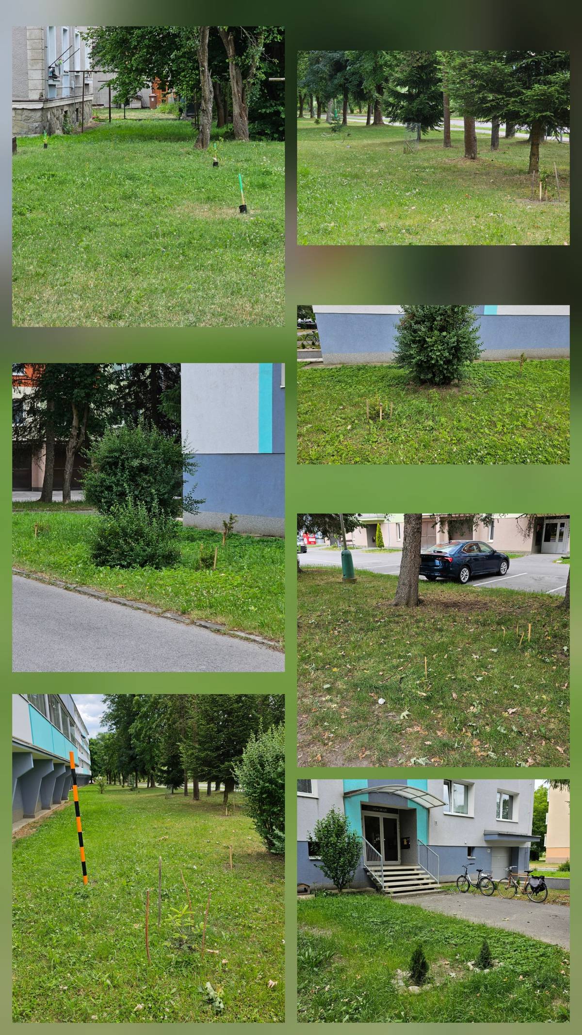 V poslednom období evidujeme viaceré prípady samovoľnej výsadby stromčekov (najmä ihličnanov) pred bytovými domami. Úsilie skrášliť svoje okolie oceňujeme, no dovoľujeme si upozorniť na niekoľko dôležitých skutočností: 🔹 Výsadba bez súhlasu vlastníka pozemku (mesta) je v rozpore s pravidlami 🔹 Stromy vysadené v blízkosti bytových domov môžu v budúcnosti narásť do rozmerov, ktoré budú obyvateľom prekážať a náklady na orez či výrub budeme musieť opäť znášať spoločne 🔹 Výsadba v ochrannom pásme inžinierskych sietí (voda, elektrina, plyn...) je neprípustná, ich správcovia môžu požadovať odstránenie stromu 🔹 Často ide o nevhodné druhy drevín, ktoré nie sú prispôsobené mestskému prostrediu. Mesto preto vysádza vzrastlé, overené kultivary s výškou minimálne 200 cm a obvodom kmienka aspoň 12 cm, tie hneď plnia svoju funkciu a sú ľahšie udržiavateľné.  V prípade záujmu o výsadbu sa obráťte na príslušný referát Mestského úradu, ktorý vám pomôže určiť vhodné miesto aj vhodné dreviny. ⚠️ Nevhodne vysadené stromčeky môžu byť, na podnet správcov inžinierskych sietí alebo správcu verejnej zelene, odstránené.