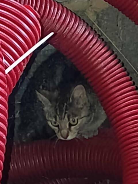 Dnes 24.6. byla v Hůrkách nalezena kočka. Kontakt: Blanka Spálenková 777 867 727