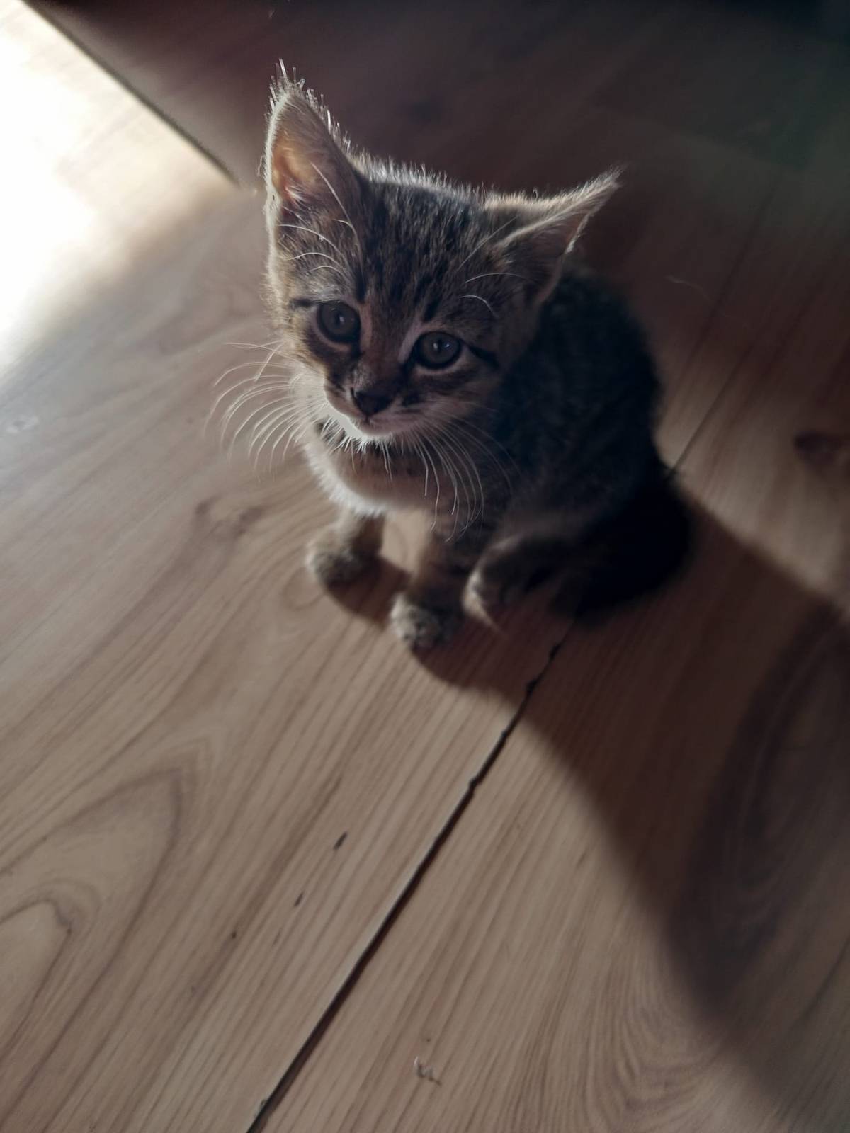 Vážení spoluobčané, pokud byste našli, nebo zahlédli toto malé koťátko(stáří 7 týdnů) prosíme kontaktujte paní Pačesovou na tel.č.739 569 740, ztraceno bylo u č.p.26, pokud ho najdete, můžete ho zanést přímo na výše uvedenou adresu.  Moc děkujeme za spolupráci a přejeme krásný prázdninový čas.  Kllektiv OÚ Košátky