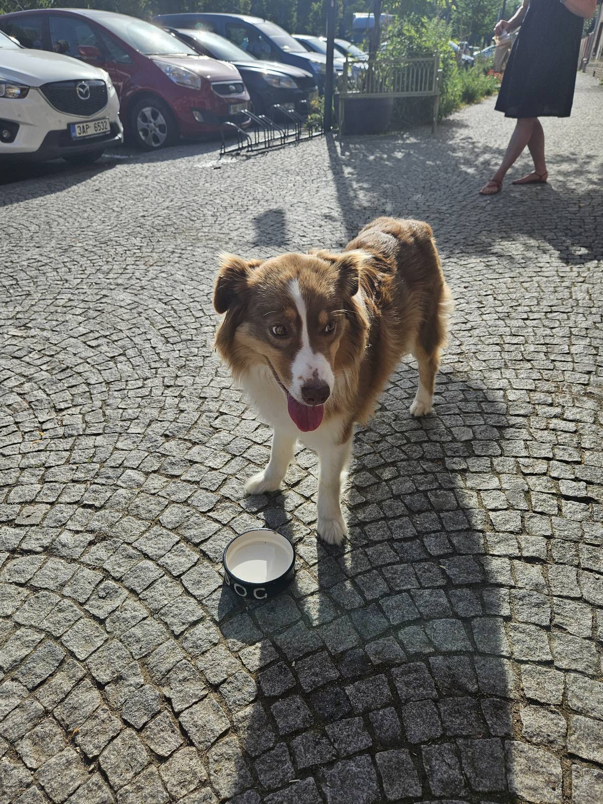 Na hostomickém náměstí se kolem Kafárny potuluje tento pes. Najdeme majitele?