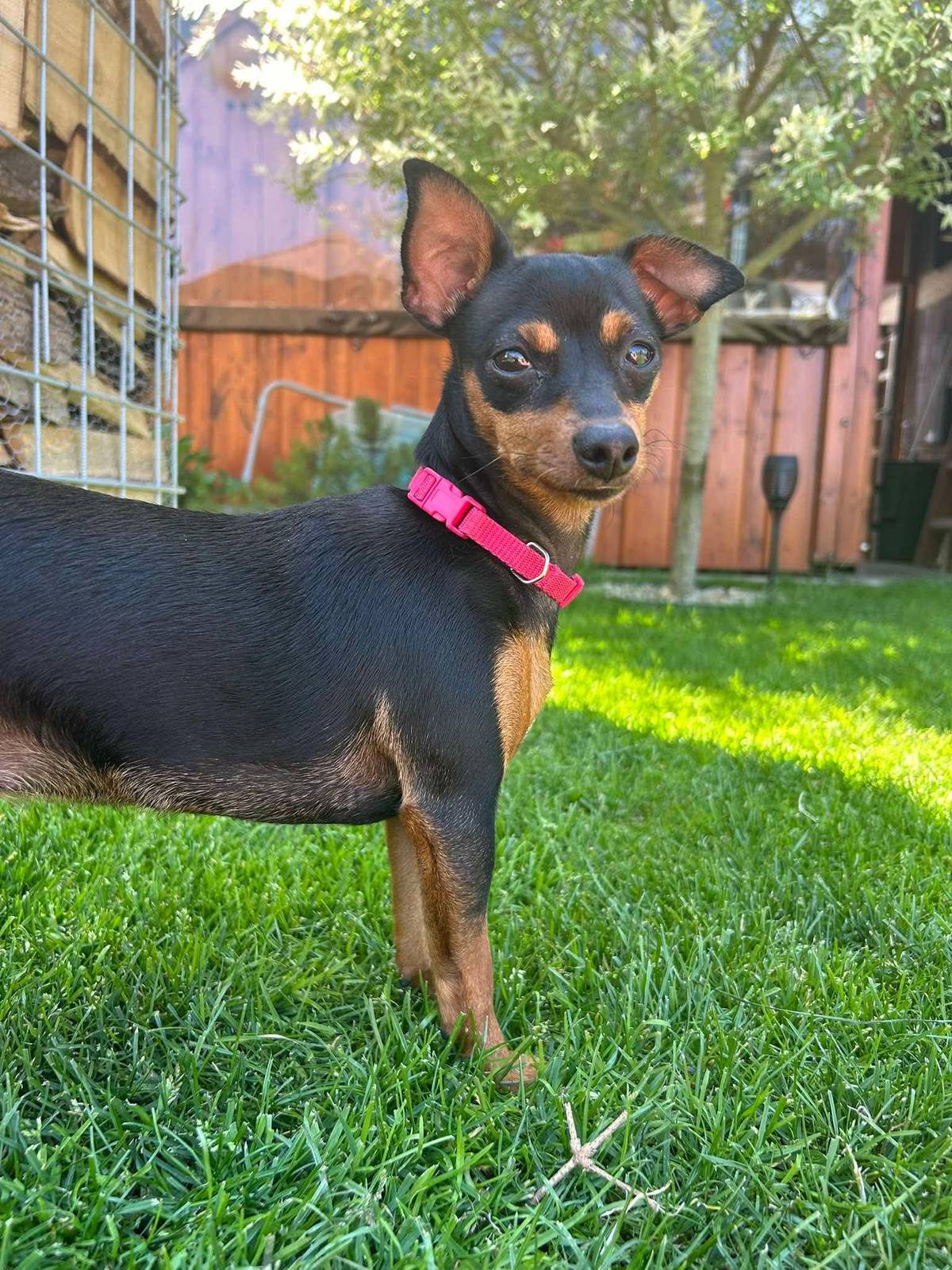 V našej obci sa stratil psík, reaguje na meno Luna. Ak ju niekto videl alebo uchýlil, kontaktujte majiteľov na tel. číslo 0908700666 alebo napíšte na facebookovej stránke obce do komentárov. Majitelia ponúkajú za nájdenie finančnú odmenu.