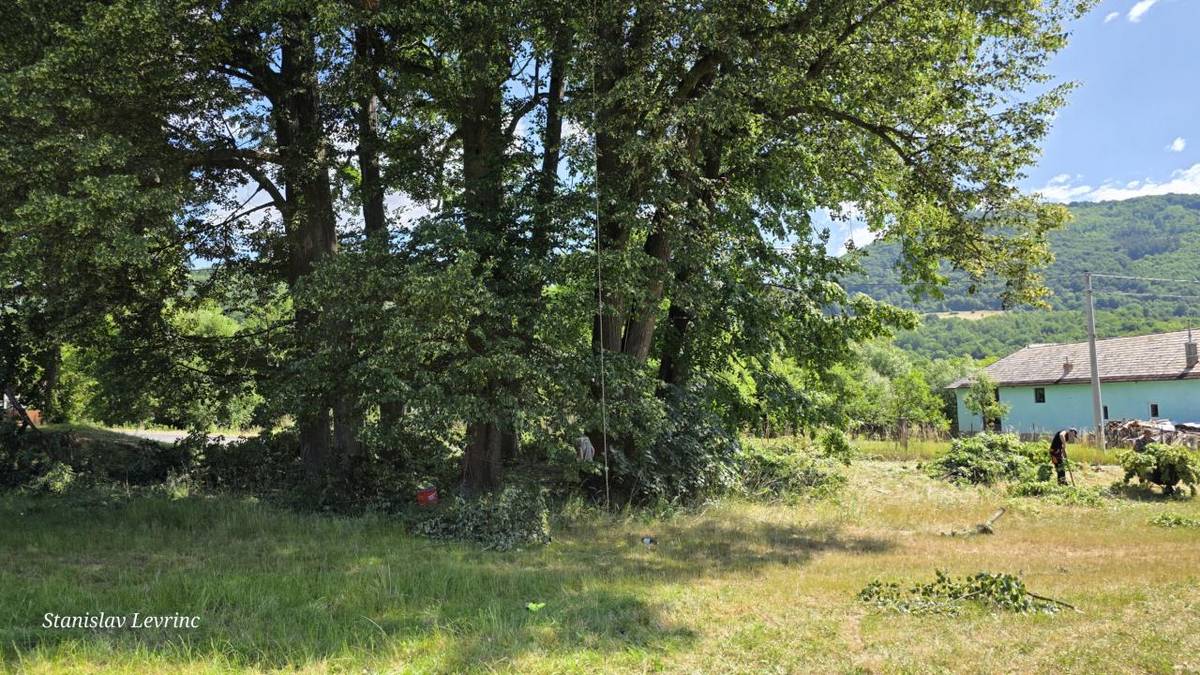 V uplynulých dňoch sa v našej obci uskutočnilo odborné ošetrovanie vzácnych drevín – skupiny líp nachádzajúcich sa pod miestnym cintorínom. Tieto stromy, ktorých vek sa odhaduje na približne 200 rokov, sú významnou súčasťou nášho prírodného i kultúrneho dedičstva.