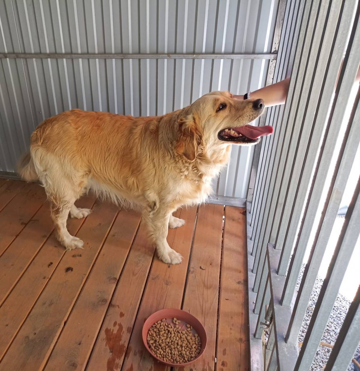 Tento milý pejsek se dnes volně pohyboval v Jižní a Markově ulici. Máme ho v kotci na obecním úřadě. Prosíme majitele, aby se co nejdříve o pejska přihlásil (tel. 733189185). S přáním pěkného dne Obec Stěžery