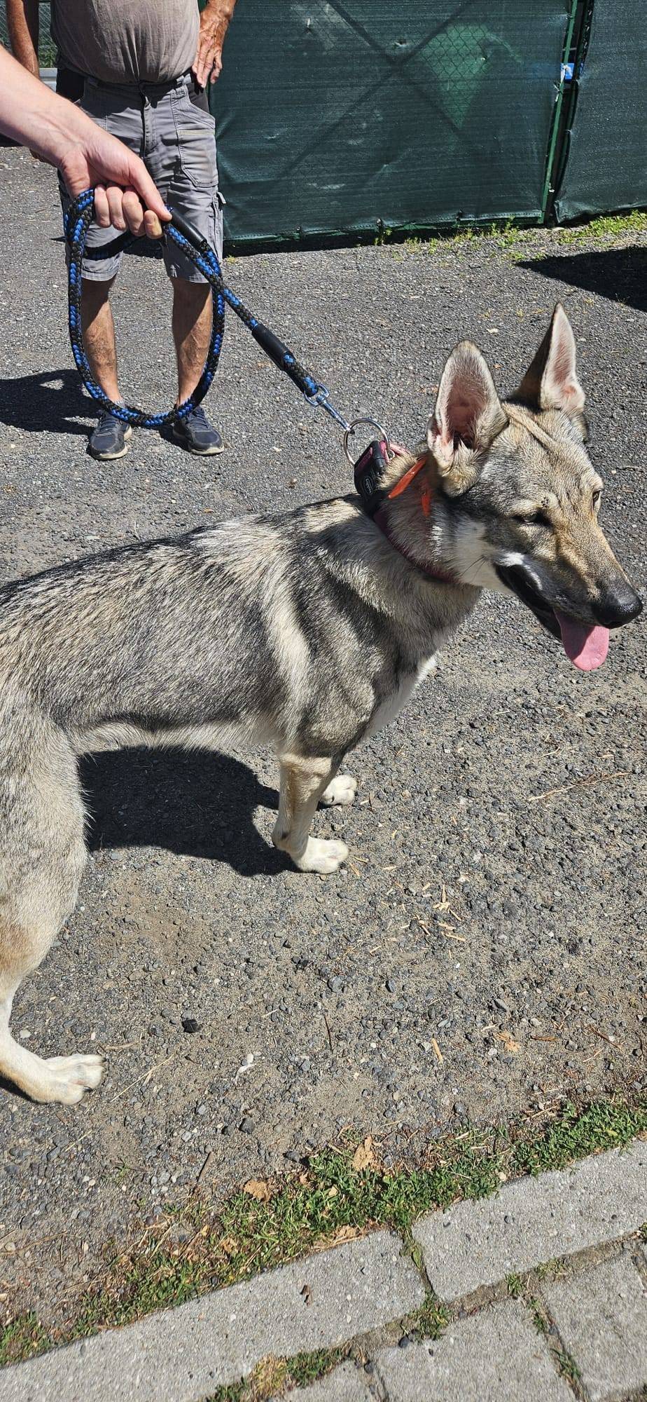 30.6.2025 byla u lesní správy nalezena fena. Pravděpodobně se jedná o československého vlčáka. Pokud ji někdo postrádáte, nebo tušíte, komu patří, ozvěte se prosím na tel. č. 724 164 574.