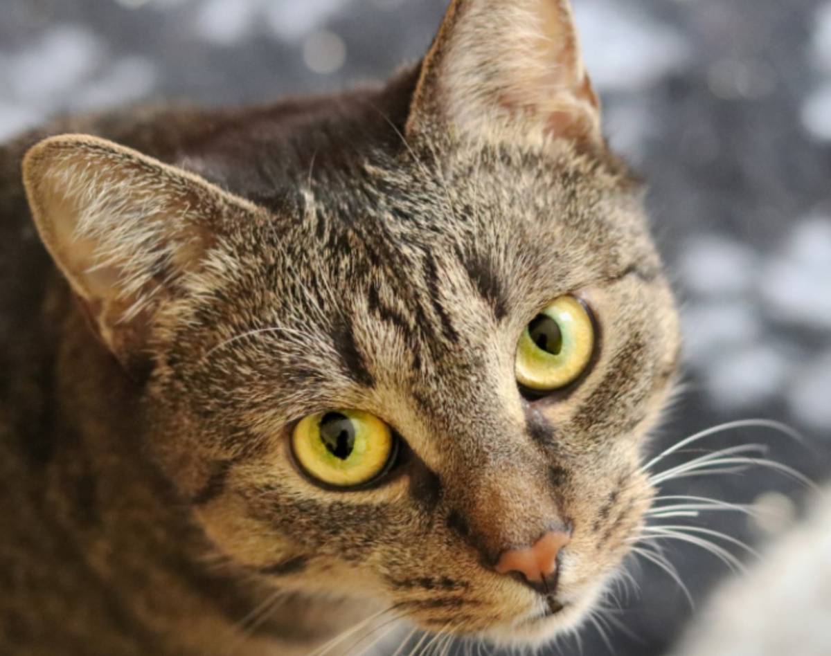 cca 2 měsíční mourovatý kocourek