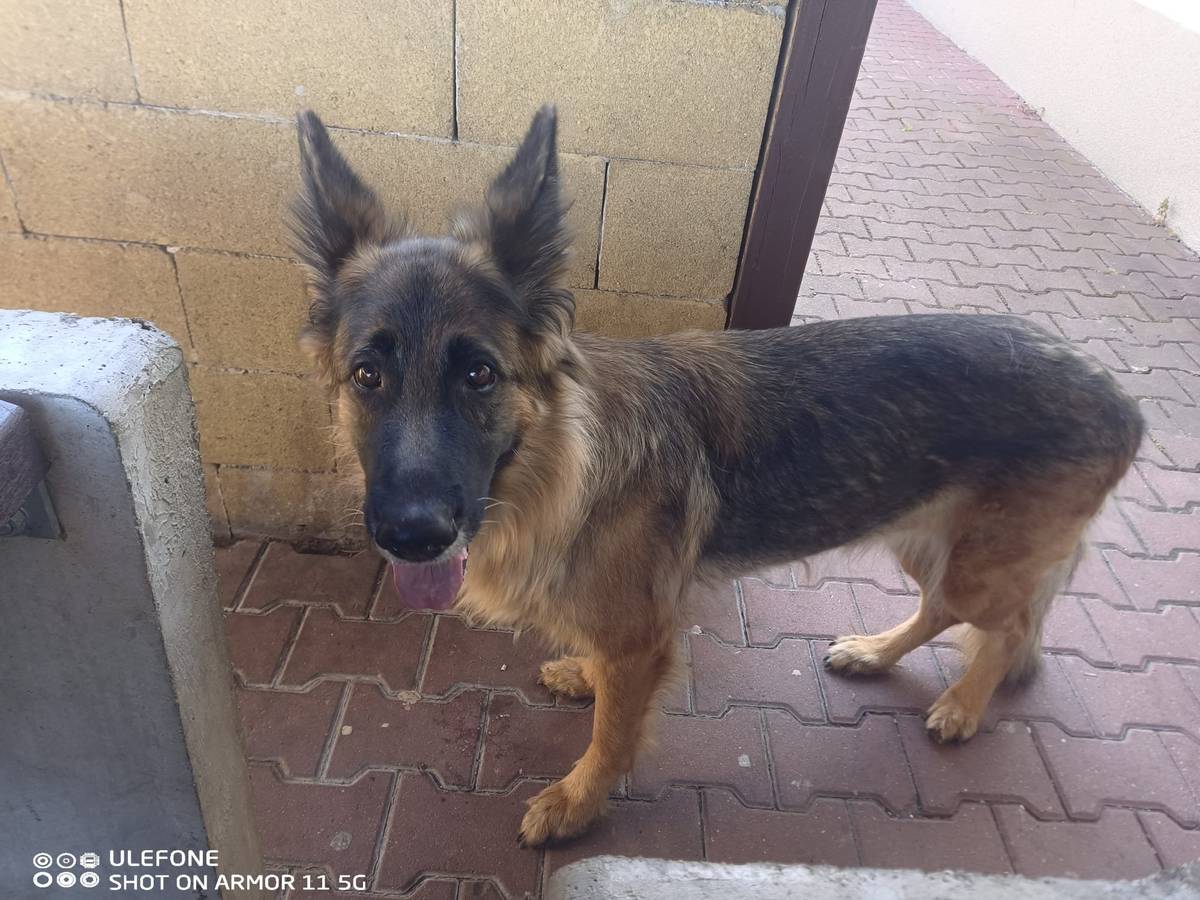 Na čerpací stanici v Bořislavi byl nalezen pes, viz. foto. Pes bude převezen do útulku v Žimu č. p. 59, tel. č. 736 769 601.