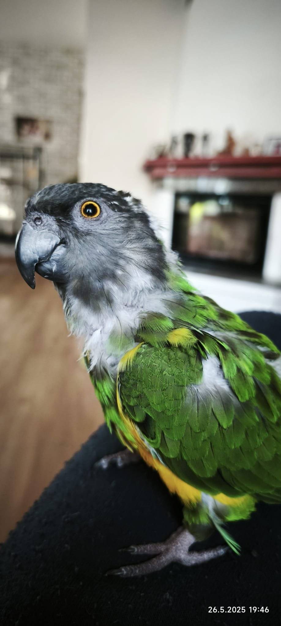 Prosíme o pomoc.  V neděli 29. 6. 2025 v 19h uletěl z nových parcel v Hněvkovicích papoušek senegalský. Podle informací majitele by se mohl pohybovat v blízkém okolí, pravděpodobně v korunách stromů.  V případě nálezu, prosím, kontaktujte majitele na tel. čísle: 777 671 413. Nepokoušejte se ho odchytit, lidí se bojí, půjde pouze ke svému majiteli. Děkujeme za vaší pomoc.