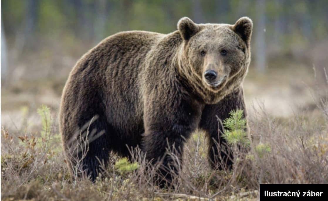 Opakovane informujeme obyvateľov a návštevníkov okresu Martin o výskyte medveďa hnedého na území.