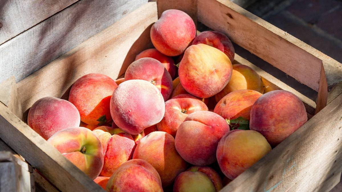 Zájemci o broskve volejte objednávky na 775609073. Bedna 11kg 350kč.Datum dodávky dle počasí bude upřesněn.