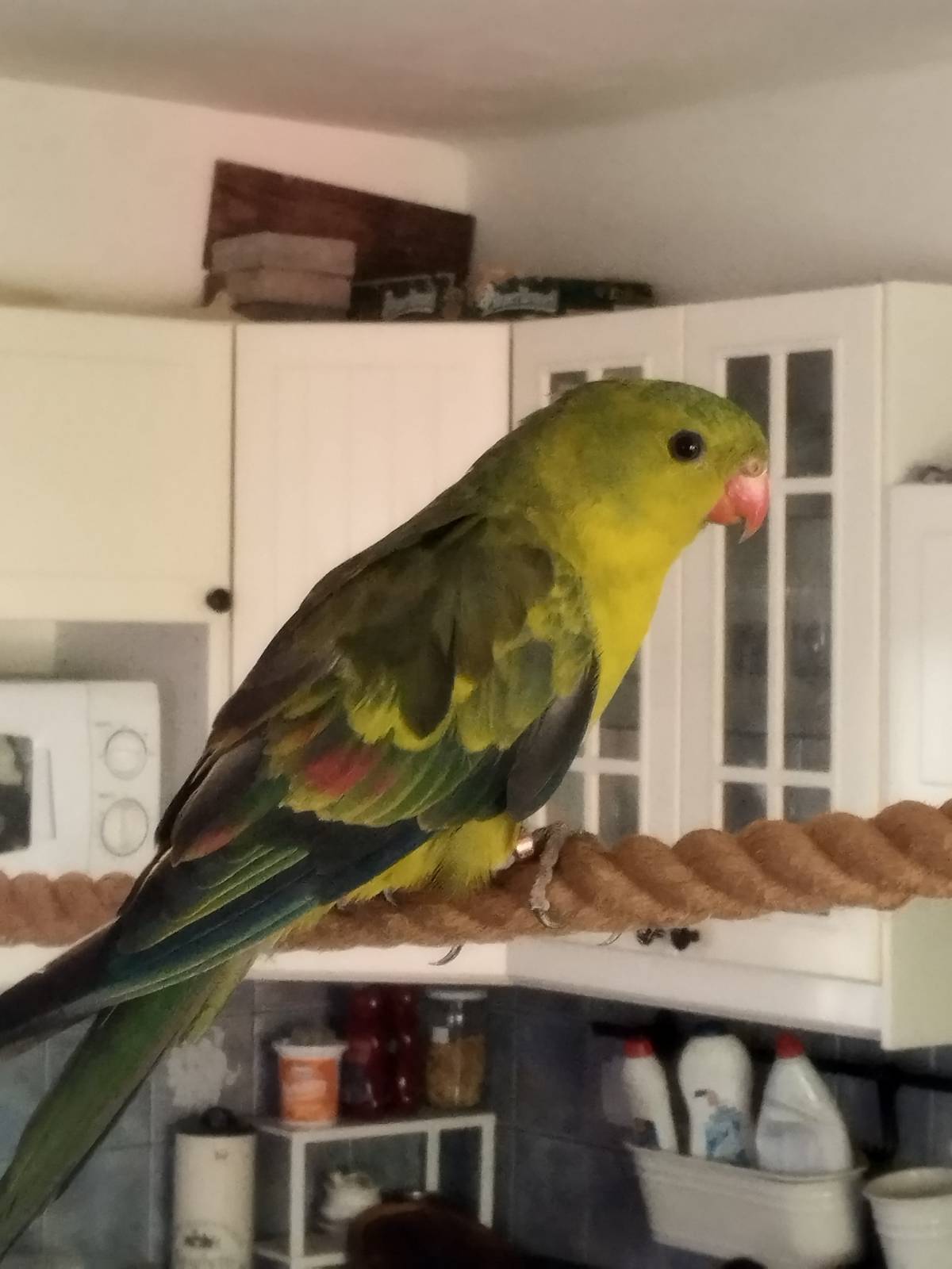 V obci Číhovice byl nalezen papoušek kouřový/horský. Papoušek se nachází u pana Martina Zácha kontakt 731173808.