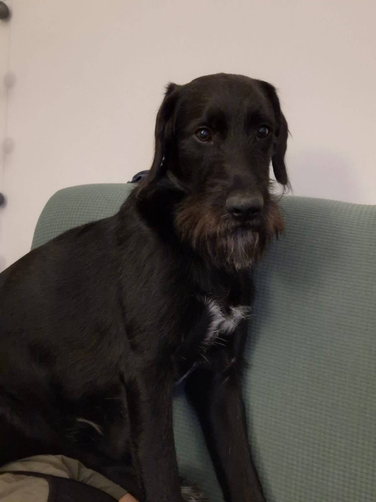 Ztratil se pes slyšící na jméno Hugo. Kdo ho uvidíte, volejte 739622619 Děkujeme.