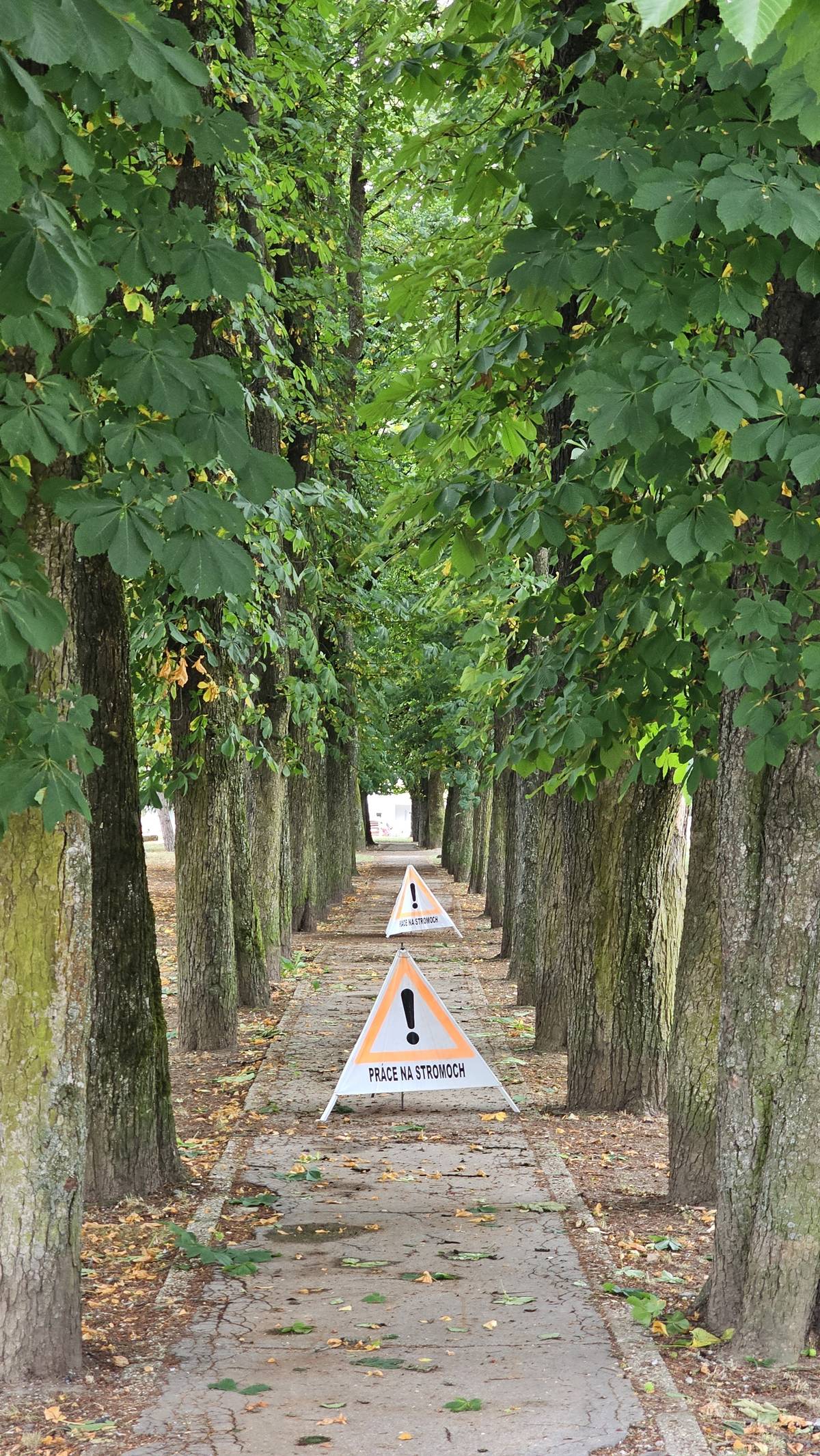 V piatok sa začali práce na oreze pagaštanovej aleje na sídlisku. Ide o pravidelnú údržbu drevín, ktorá má zabezpečiť ich bezpečný a zdravý rast, predĺžiť životnosť stromov a zároveň prispieť k estetike verejného priestoru. V odbornom reze sa bude pokračovať aj v priebehu tohto týždňa. Prosíme obyvateľov o trpezlivosť a rešpektovanie dočasných obmedzení v blízkosti stromov.🌿