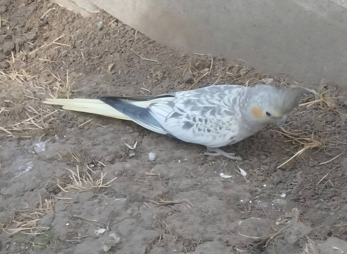 V obci Trubín se našla korela, nepostrádáte ji někdo? Volejte  starostu: 724 180 393.