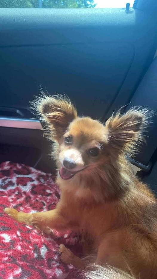 Kdyby ho někdo viděl, slyší na jméno Max, kontakt 722406940, nebo p. Dbubský Drobovice 26. Odměna je jistá.