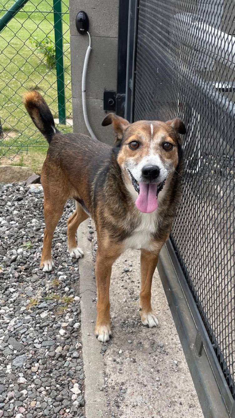 V naší obci se nalezl kříženec psa, umístěn bude v útulku Chlum u Hořic.