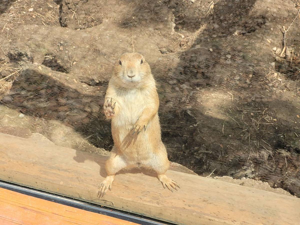 V pondělí 23. června se děti z mateřské školy vypravily na výlet do farma parku v Dobřanech, kde se setkaly s různými zvířaty a zažily spoustu zábavy.