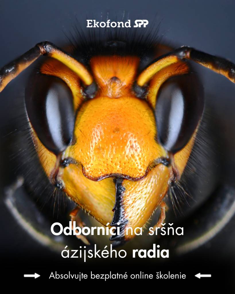 Nezisková organizácia Ekofond SPP organizuje bezplatné online školenia o sršňovi ázijskom, určené pre rôzne skupiny obyvateľstva. Účastníci sa dozvedia, ako rozpoznať a nahlasovať výskyt tohto druhu a aké škody môže spôsobiť.