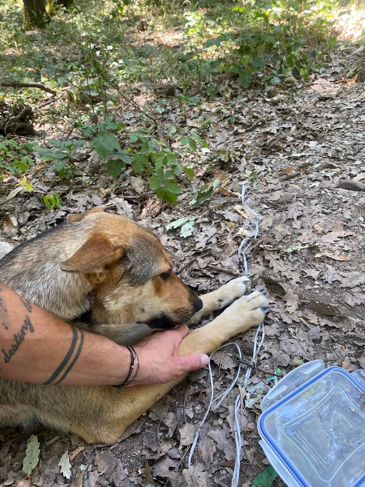 Práve nám písal nálezca, že v obci TEHLA pre pár hodinami v lese našiel dvoch vyhodených, uviazaných psíkov. Ide o psíka a sučku, ktorí majú približne 6-7 mesiacov, no bohužiaľ, psík od strachu utiekol. Fenku sa podarilo zachrániť. 📢Prosíme dobrých ľudí, dobrovoľníkov, ktorí by pomohli v katastri obce Tehla pomôcť nájsť šteniatko - psa.  📢Prosíme všetkých o maximálnu obozretnosť a okamžité kontaktovanie nálezcu alebo okolité útulky v prípade, že psíka zahliadnete.    📢Prosíme poľovné združenie, aby v prípade možností spolupracovali a po danom psíkovi za žiadnych okolností nestrieľali.     FOTKY a príspevok: https://www.facebook.com/share/p/1AcxYgKf7x/?mibextid=wwXIfr Kontakty na nálezcov: 0911 91 91 40 +420 770 158 189