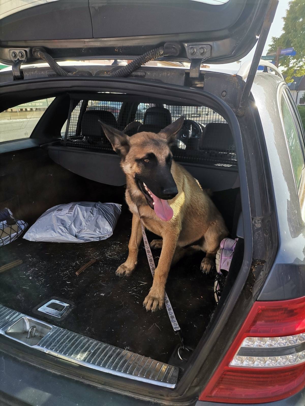 V LIBÁNI V ULICI KOMENSKÉHO BYL NALEZEN PES STŘEDNÍ VELIKOSTI - KŘÍŽENEC.