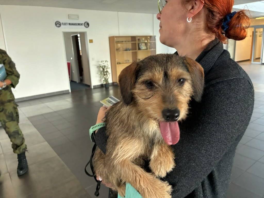 Našla se fenka na letišti. Nechybí někomu.