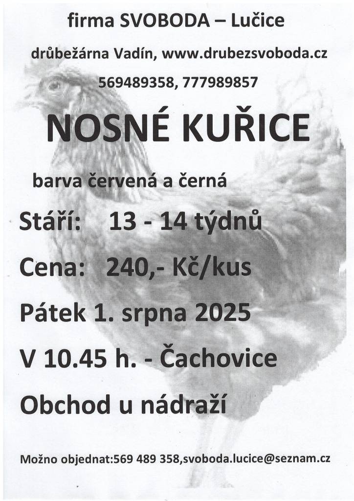 Firma Svoboda Lučice bude prodávat v pátek 1. srpna 2025 v 10.45 hodin u obchodu v Čachovicích nosné kuřice, stáří 13 - 14 týdnů, cena 240,- Kč/kus.