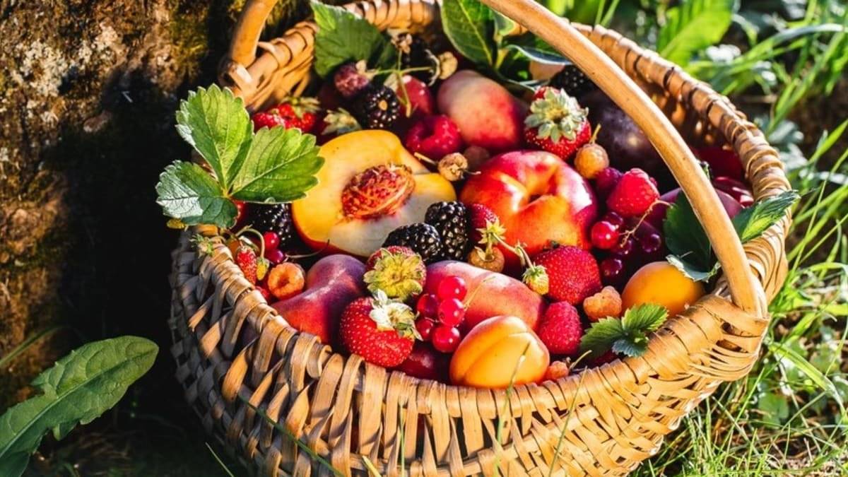 Soukromý pěstitel přijede zítra v úterý dne 15. 7. 2025 v 9:30  před OÚ, kde bude prodávat jahody, lesní borůvky, meruňky a česnek.