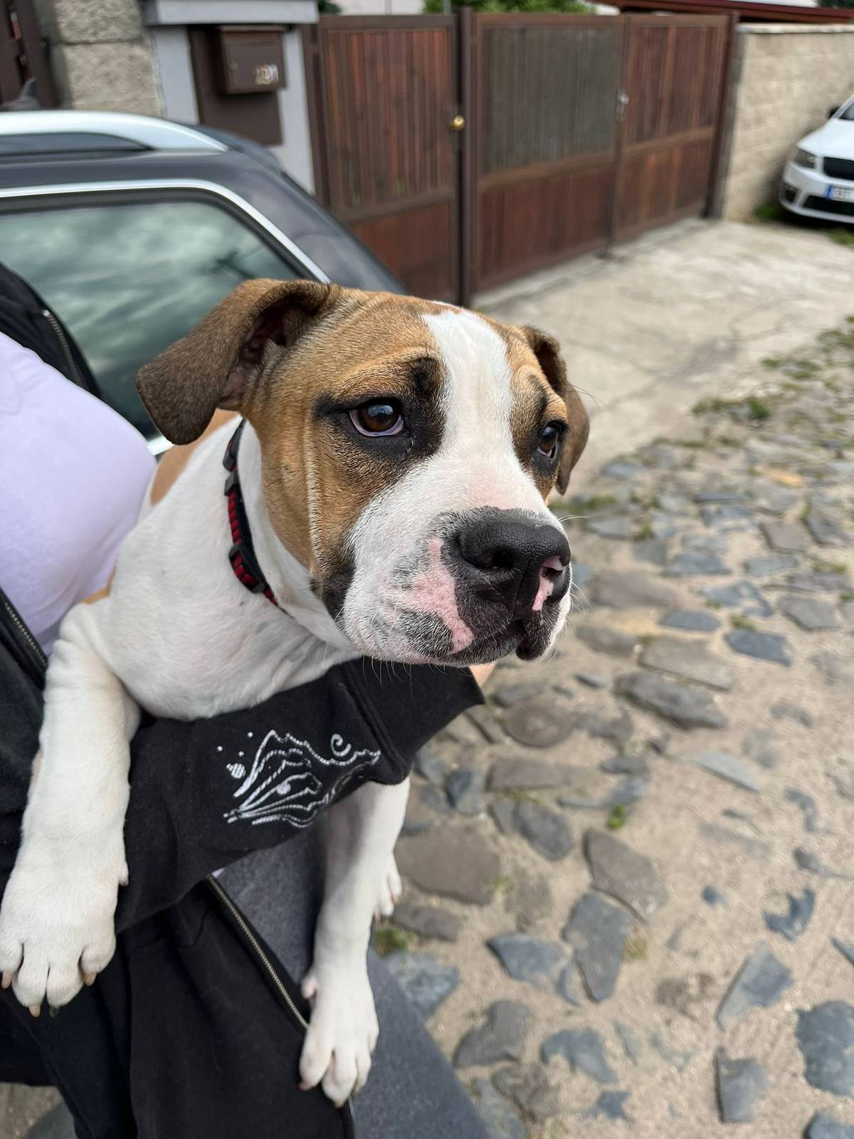 majitel ať volá na tel.: 774 365 335.