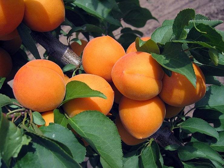 Prodejce přijede v sobotu 19.7. ve 14.00 h a nabízí meruňky a jahody 79 Kč za kg, květák 39 Kc za kus, brambory 15 kc za kg. Prodejce se zdrží 15 min. Prodejní místo u OÚ.