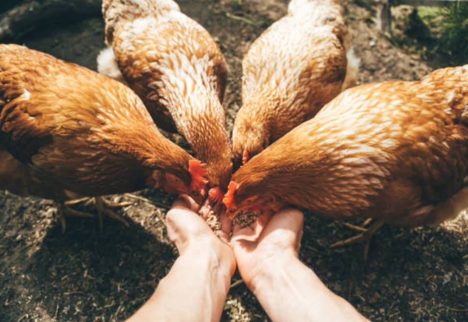 Bludovská a.s. informuje o prodeji kuřic ve stáří 16 týdnů a také shání krmiváře pro své středisko.