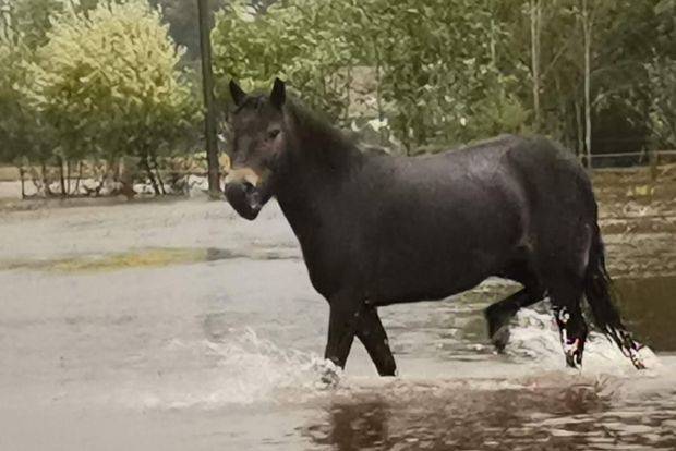 Víme, že aktuální situace je na mnoha místech složitá. Pomoci mohou veřejné sbírky, třeba jako ta, která je určena pro zaplavenou rezervaci divokých koní Česká krajina u řeky Lužnice.