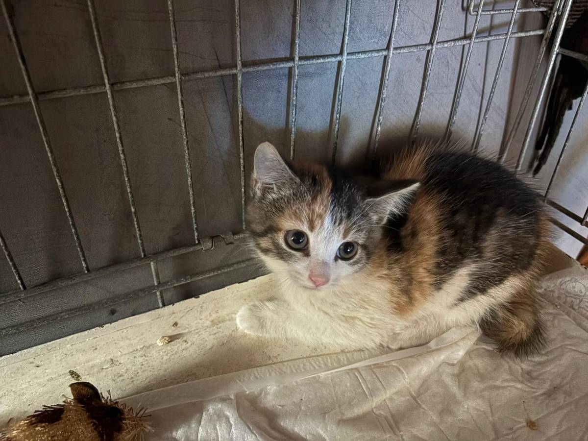 Obec Vacov nabízí k odběru 3 kotátka /i jednotlivě/. Koťátka jsou veterinárně vyšetřena a odčervena. Kontakt na OU Vacov 388 431 180, popř. 606 787 763 starosta F. Čtvrtník.