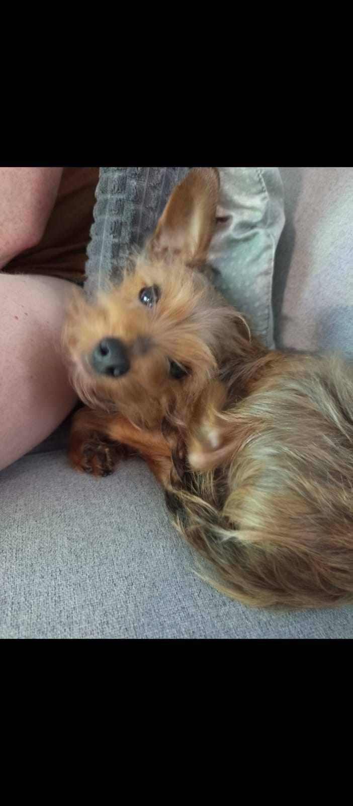 Zaběhl se pejsek, tak kdyby ho někdo viděl, případně chytil, ať volá 774270928. Pejsek je malého vzrůstu, cca 3 kg a jmenuje se Bastík. Děkujeme 💚