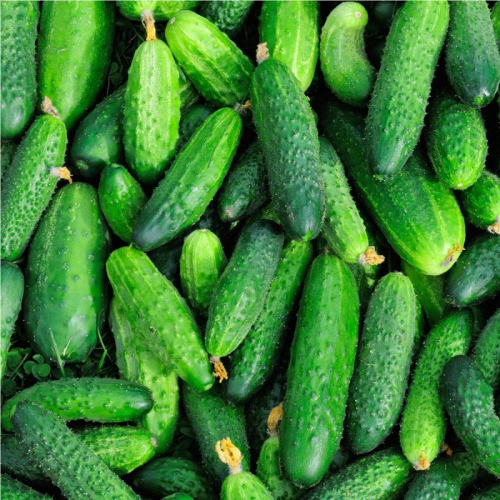 Prodejce 25.7. od 08:15 hod.- do 10:30 hod. na Benešově náměstí nabízí: broskve, meruňky, lesní borůvky, česnek, cibule, brambory, nakladačky.