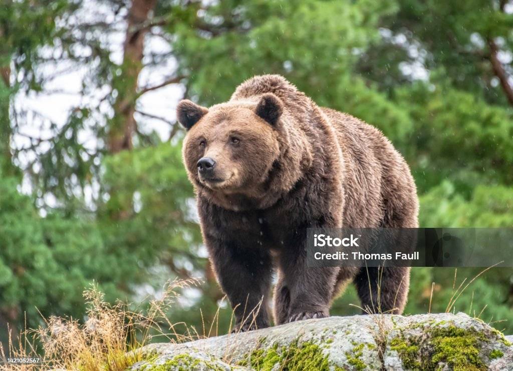 Oznamujeme občanom, že v katastrálnom území obce Oravská Jasenica v časti Riečka bol v dňa 24. júla 2025 napadnutý človek medveďom hnedým.