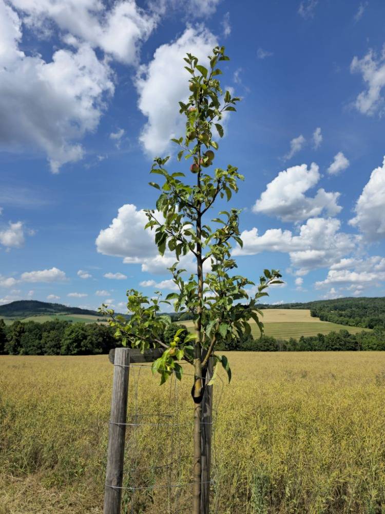 Rádi bychom Vás informovali, že stromy vysazené podél cyklotrasy úspěšně prospívají. Přestože jejich výsadba vyvolala u několika občanů rozporuplné reakce, dnes už se ukazuje, že jejich přínos je nejen estetický, ale především ekologický.