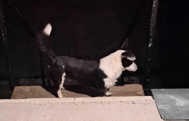 Majitelia psov sú vyzvaní, aby zabezpečili svojich miláčikov proti úteku a ochránili ich, ale aj osoby pred potenciálnym nebezpečenstvom.