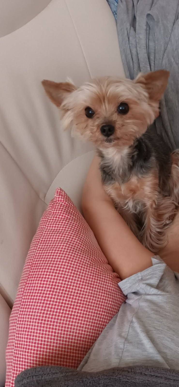 Hledáme jorkšíra jménem Apriel. Je jí 14 let a ztratila se v Rohatcích. Kdyby jí někdo našel nebo viděl, tak prosím o zavolání na tel. 732 675 944. Děkjeme!