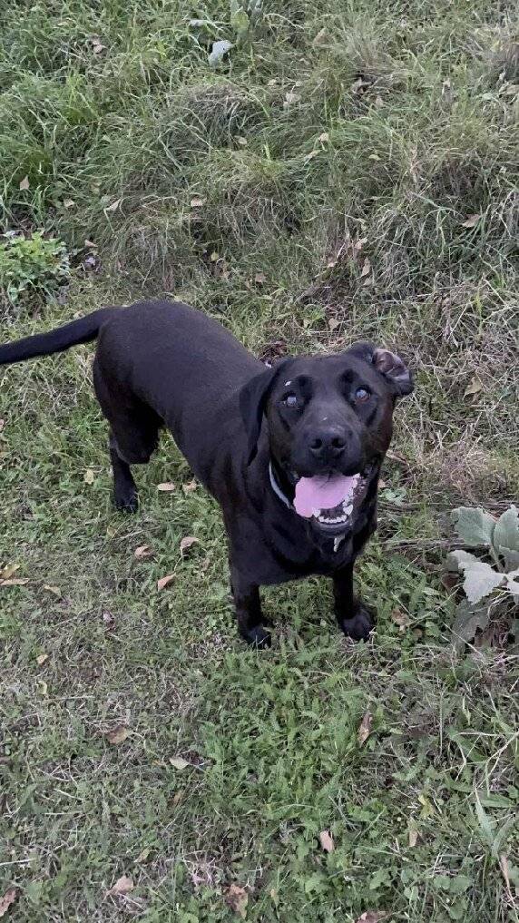 Hledá se černá fena, kříženec labradora s šedým obojkem proti klíšťatům na krku. Slyší na jméno Akira. Prosíme, volejte na číslo 736 681 447. Za všechny informace předem děkujeme.