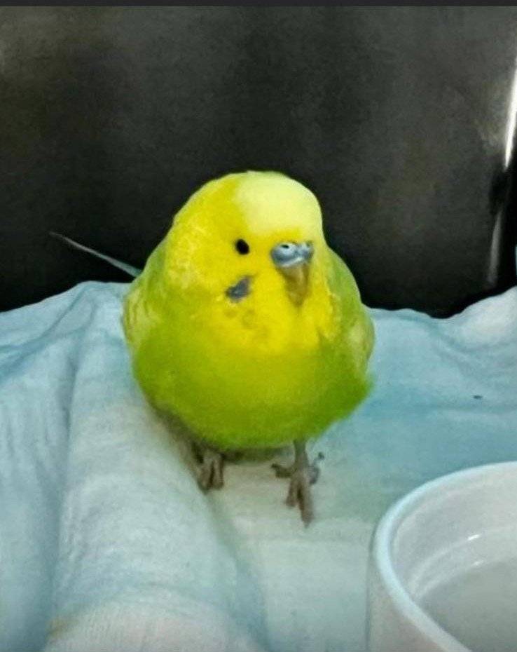 Vážení občané,  manželé Chládkovi v Hájích našli andulku. Pokud ji někdo hledá nebo mu uletěla, prosíme, ozvěte se. Děkujeme za spolupráci.