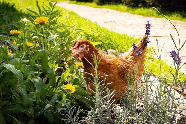 Prodej slepiček Drůbež Červený Hrádek     Prodej se uskuteční:   Ve středu  6. srpna  2025  Ve čtvrtek  2. října  2025  Třeboc – u kaple – v 16,15 hod.