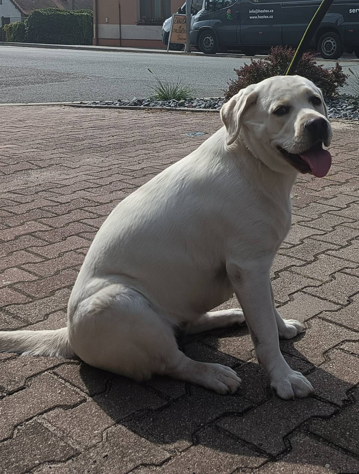 Před OÚ nalezene fena křížence, volejte 777 580 200.