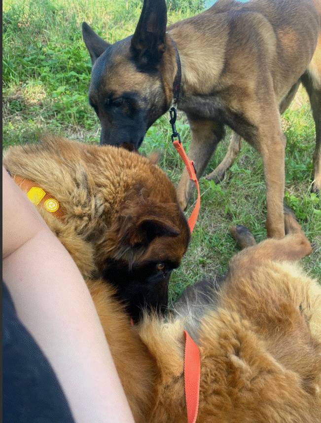 Ve čtvrtek 24.7.2025 byly nalezeni fena a pes belgického ovčáka v katastru obce Kolešov, lokalita u hřbitova. Pro více informací volejte na obecní úřad Kolešov.