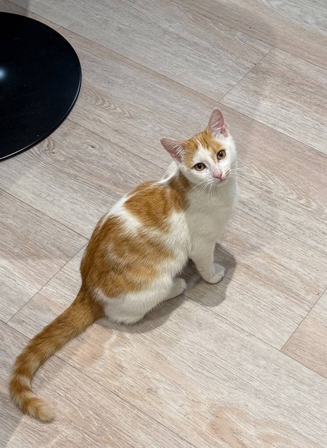 V Ruzickove ulici se tento tyden ztratil zrzavobily kocour.  Je velmi pritulny a hodny.  V pripade nalezu volejte: 704 617 589