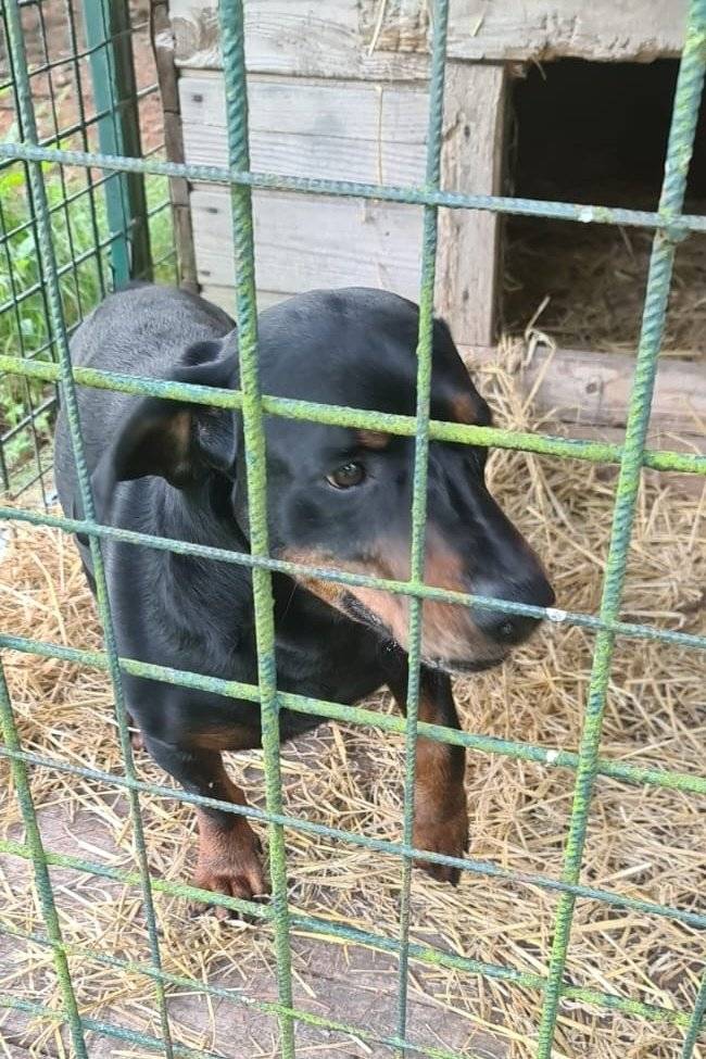 byl dopoledne v Kyjově u Krásné Lípy u restaurace Na Fakultě odchycen pes. Jste-li majitel nebo máte-li informaci o majiteli, kontaktujte Technické služby Krásná Lípa, tel. číslo: 737 662 340.