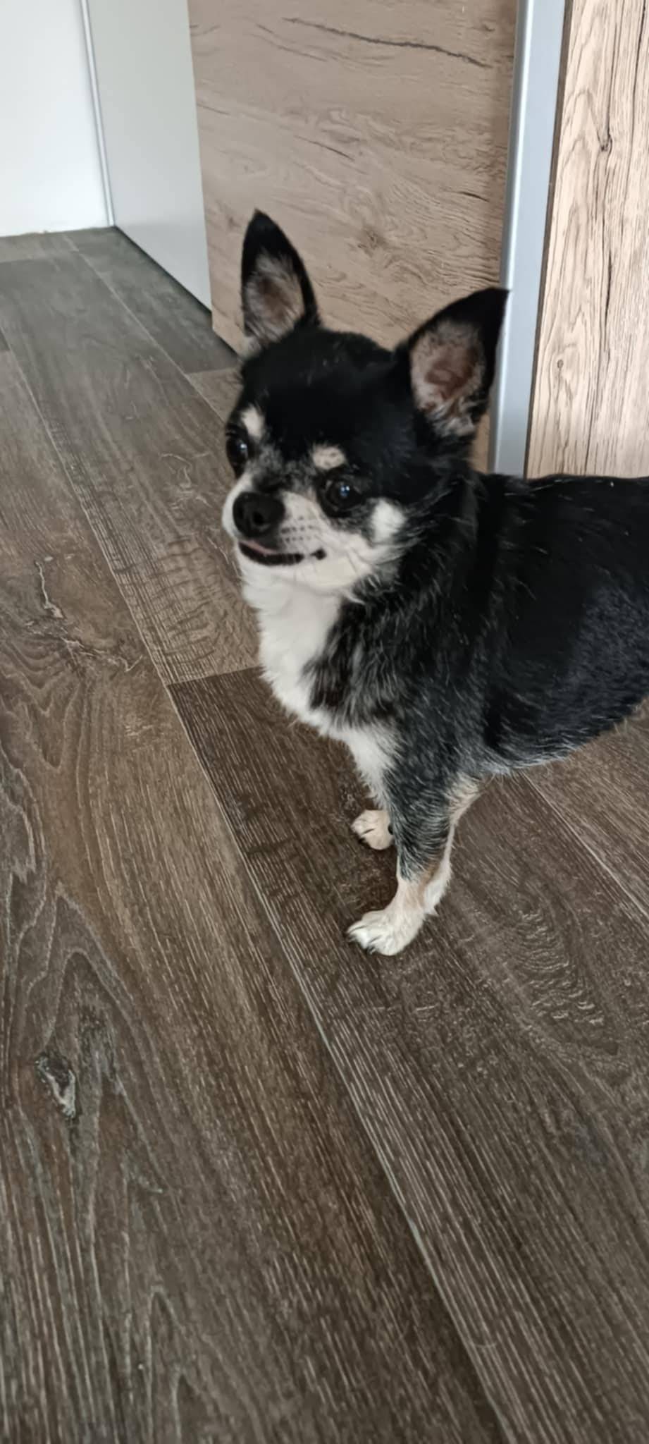 V obci Ústín nalezena fena čivavy. Případný majitel volat 724434443.   Děkujeme